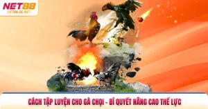 Cách Tập Luyện Cho Gà Chọi - Bí Quyết Nâng Cao Thể Lực